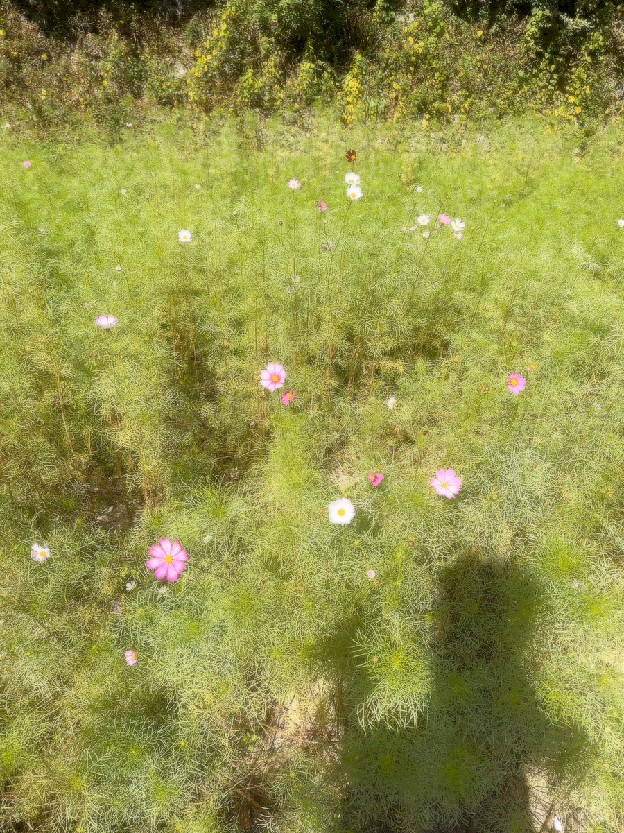 보흔바 이미지