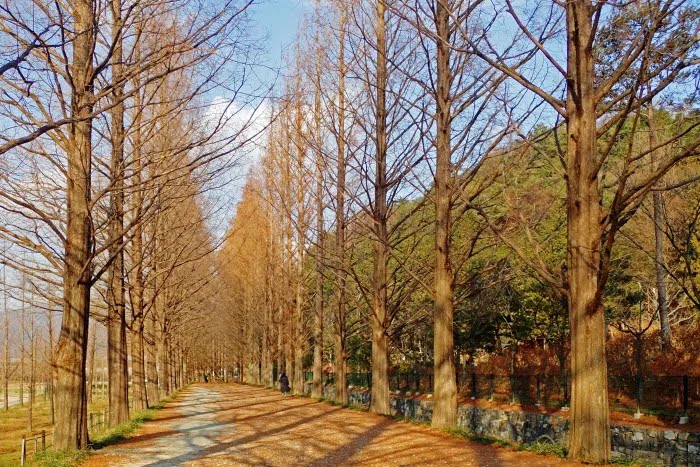 돼지발 이미지