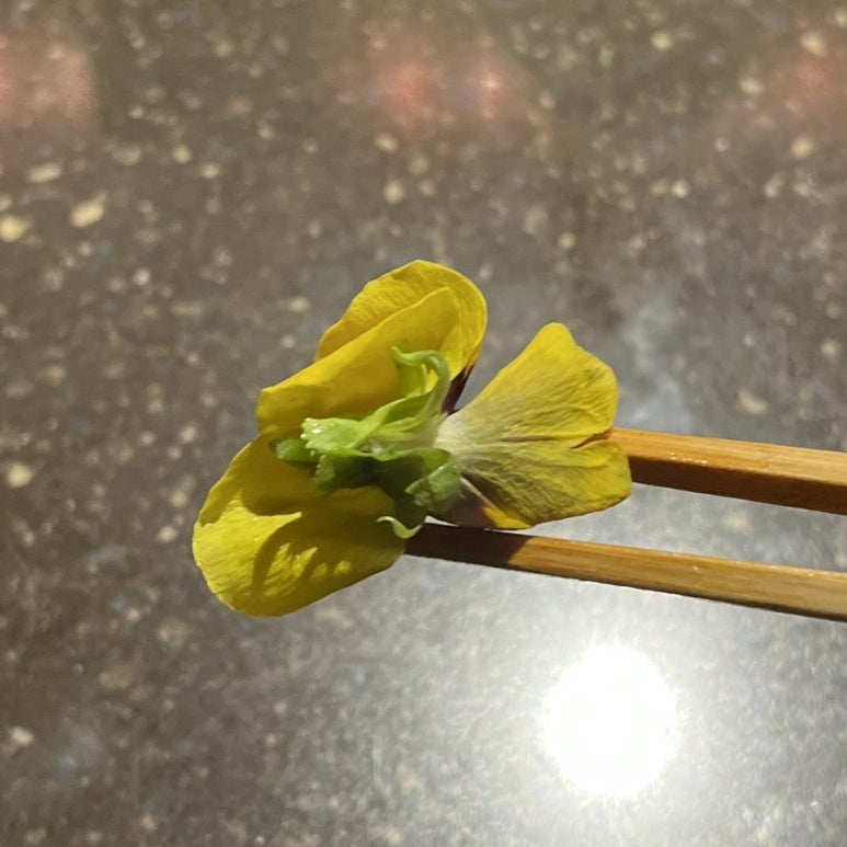 스시꽃피다 이미지