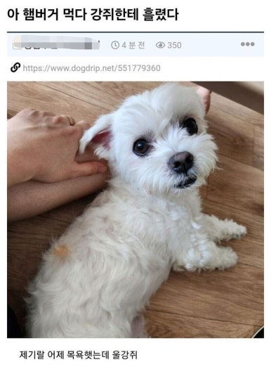 규 이미지