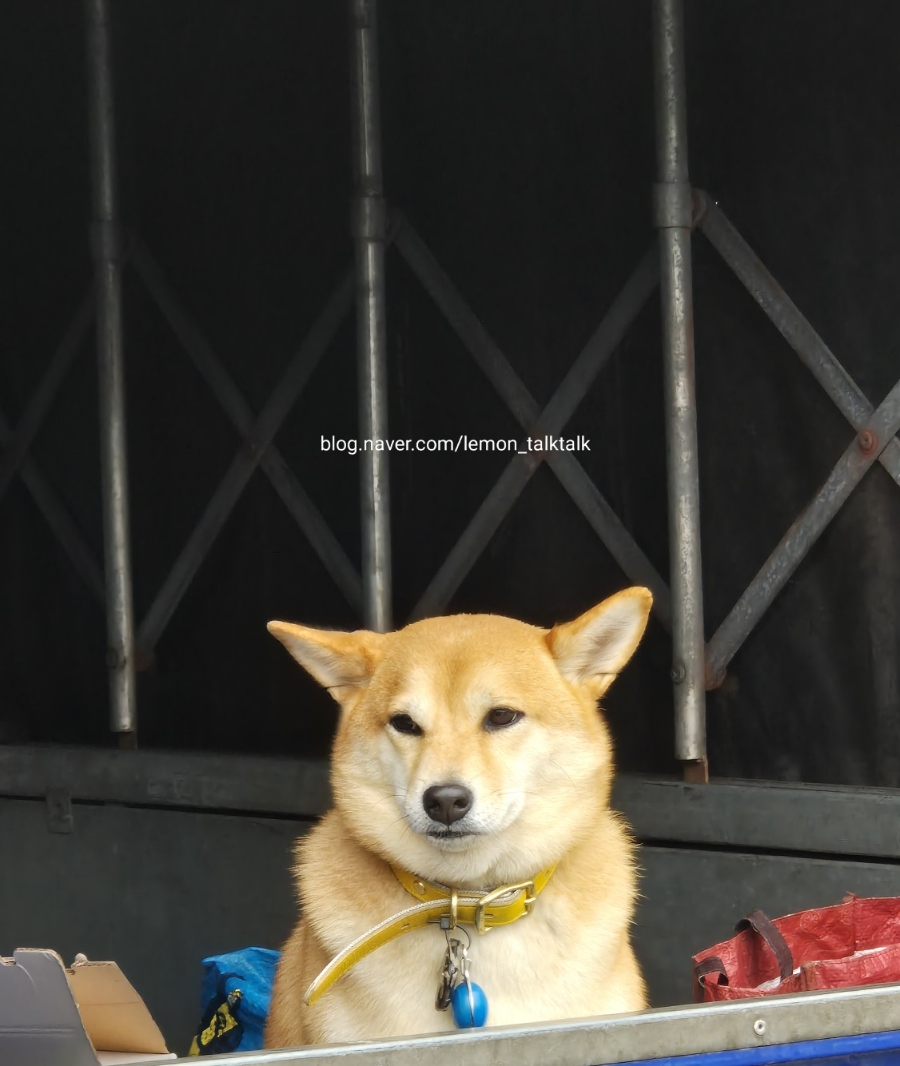 까치몰 이미지