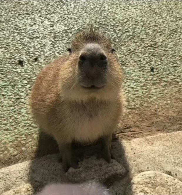 로우파이브 이미지