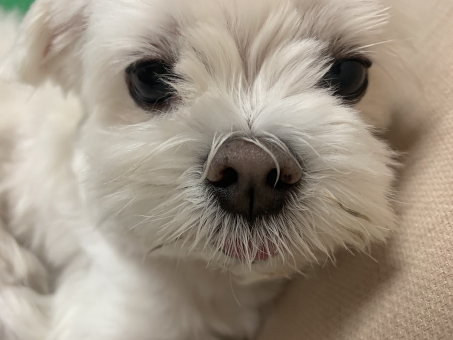 굿모닝토토 이미지