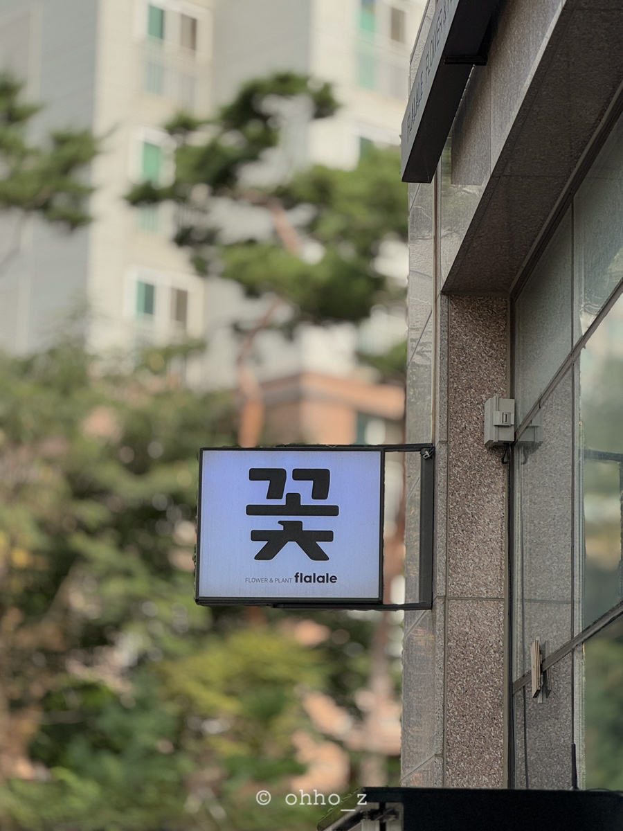 플라라레 이미지