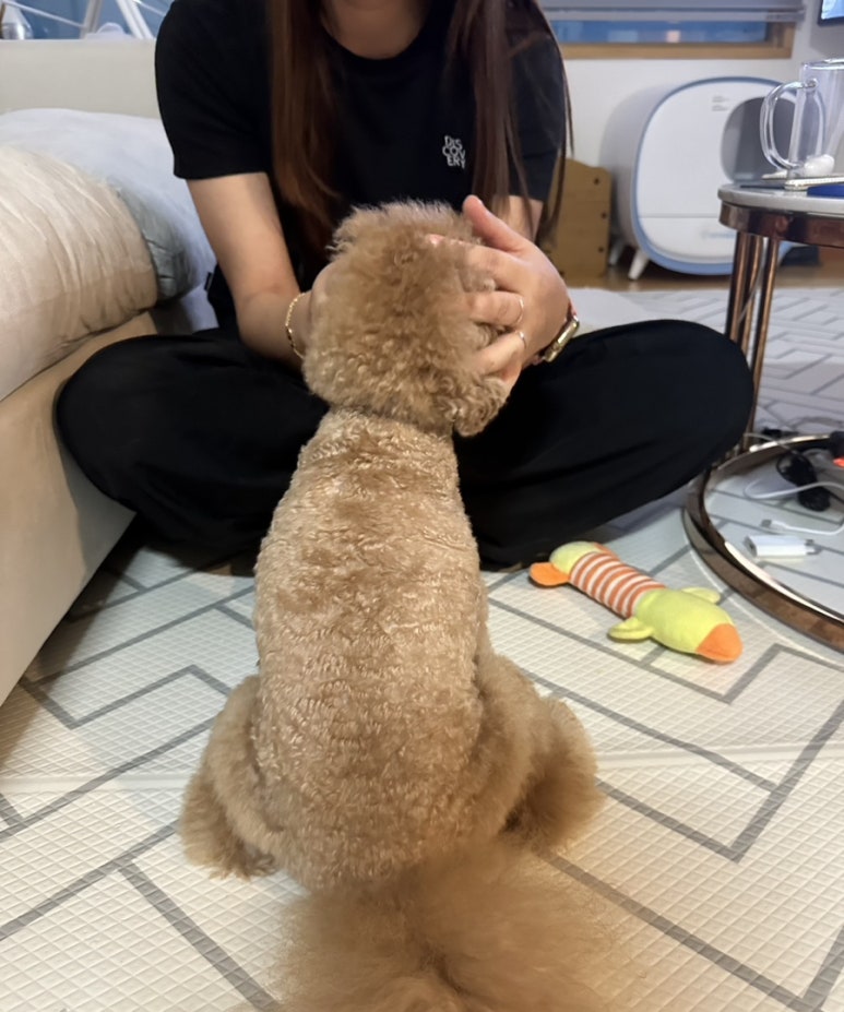 별똥구리 이미지