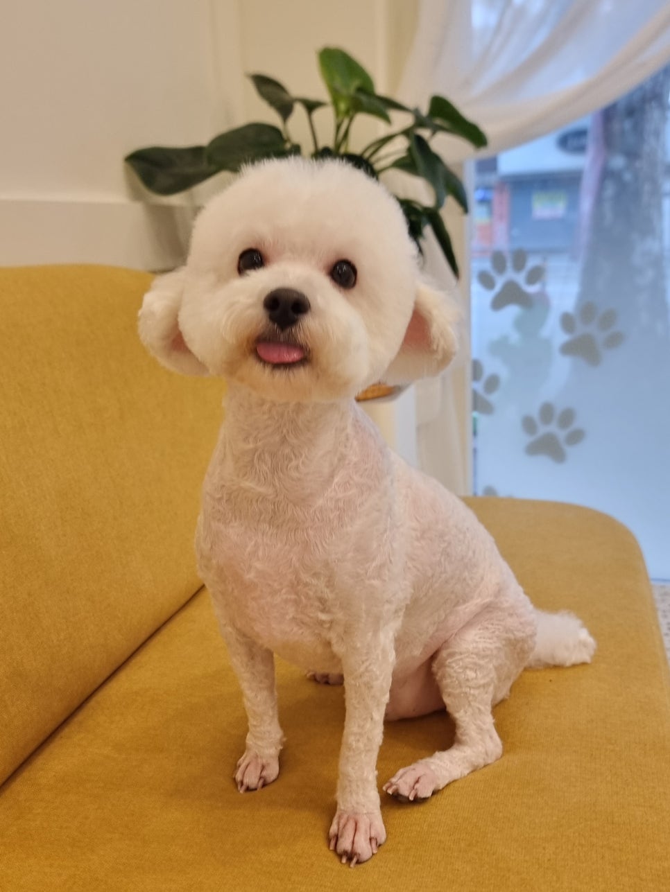 도그몽드 이미지