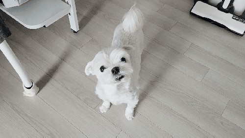 마이티그루밍 이미지