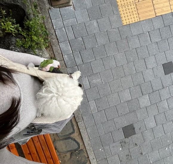 프레누 이미지