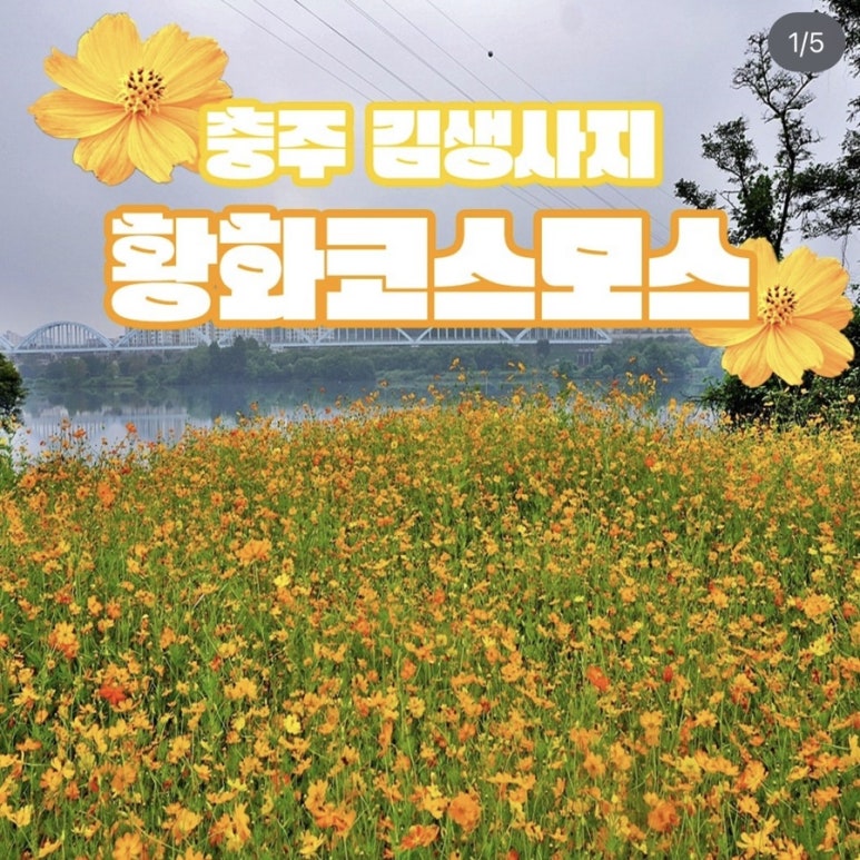 힐링이돼지 이미지