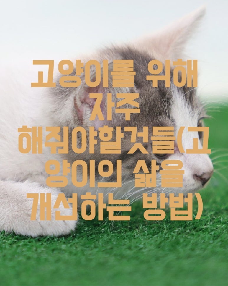 고양이를 위해 자주 해줘야할것들 (고양이의 삶을 개선하는 방법)
