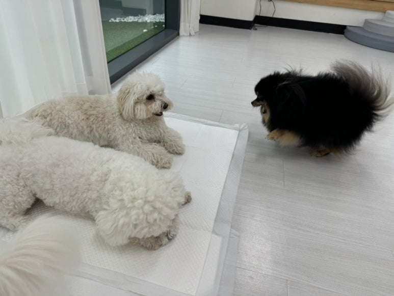 뒹굴뒹굴고양이 이미지