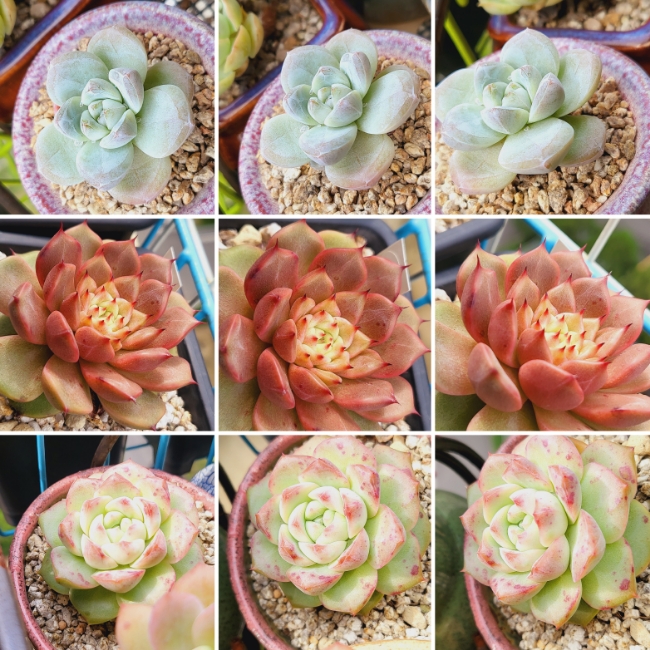 신디다육 이미지