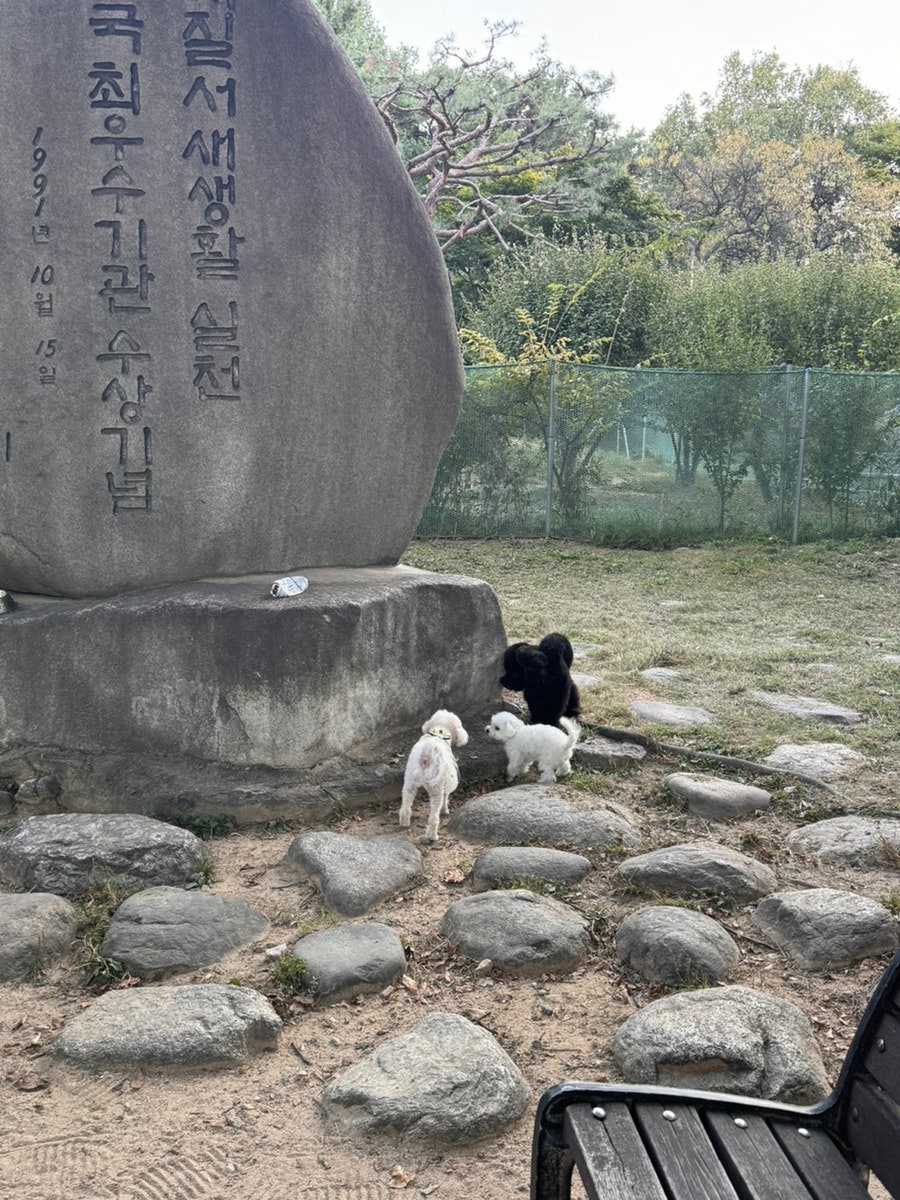 수원 올림픽공원 강아지 놀이터 이용 후기 및 정보 — 사진 3