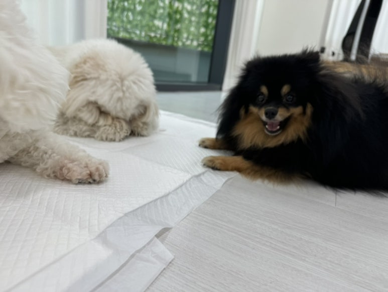 뒹굴뒹굴고양이 이미지