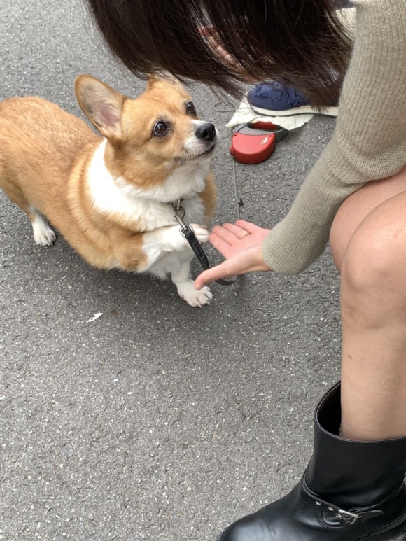 카밀드 이미지