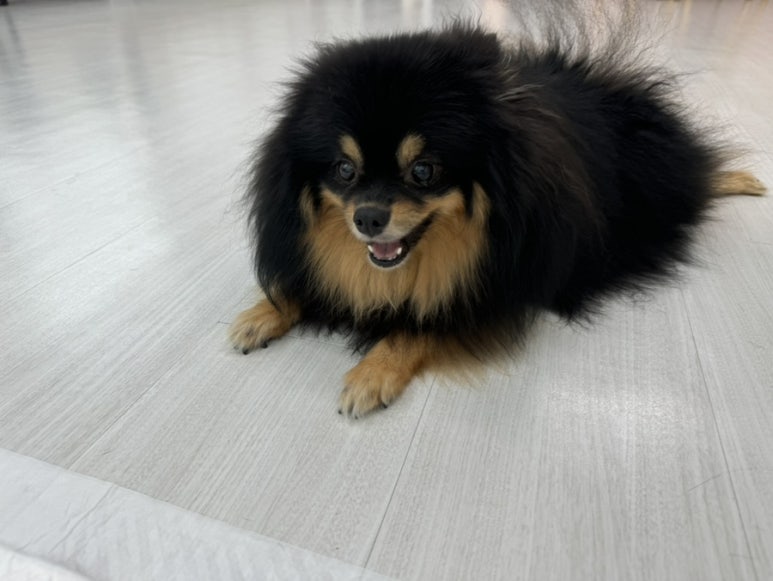 뒹굴뒹굴고양이 이미지
