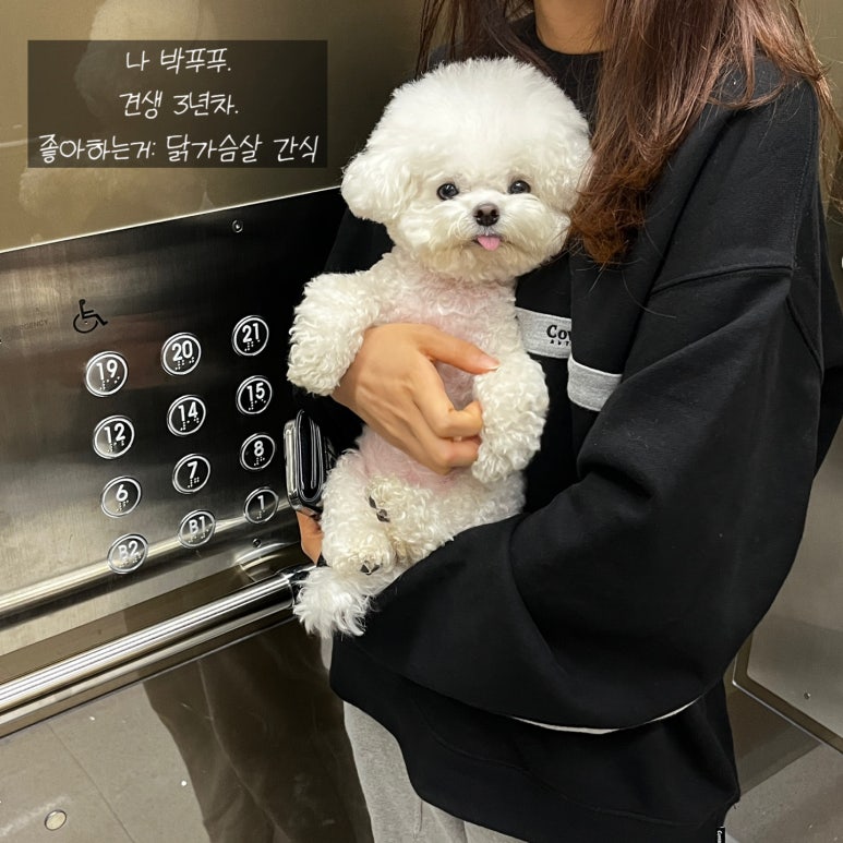 푸푸 이미지