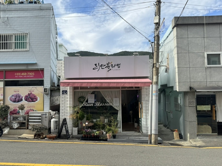 리안블라썸 이미지