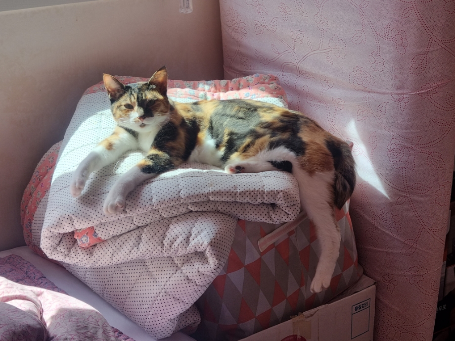 한삼순 이미지