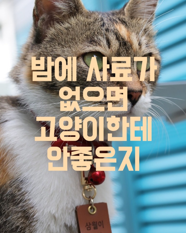 밤에 사료가 없으면 고양이한테 안 좋은지