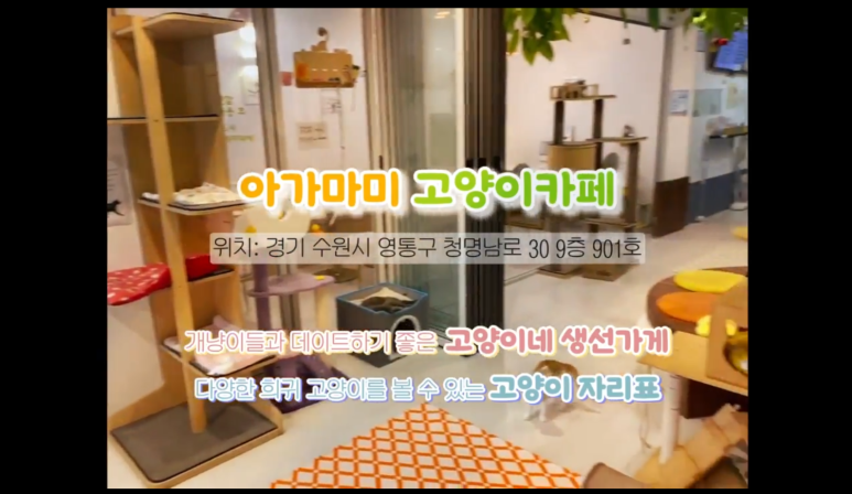 아가마미고양이카페 이미지