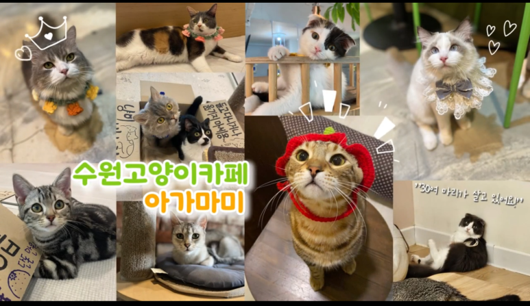 아가마미고양이카페 이미지