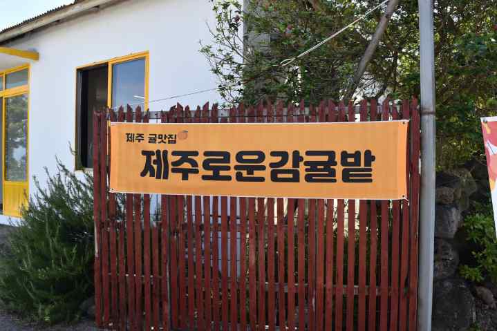 제주초록나무 이미지
