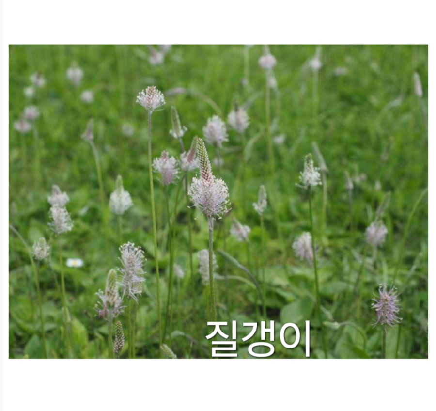 질경이 이미지