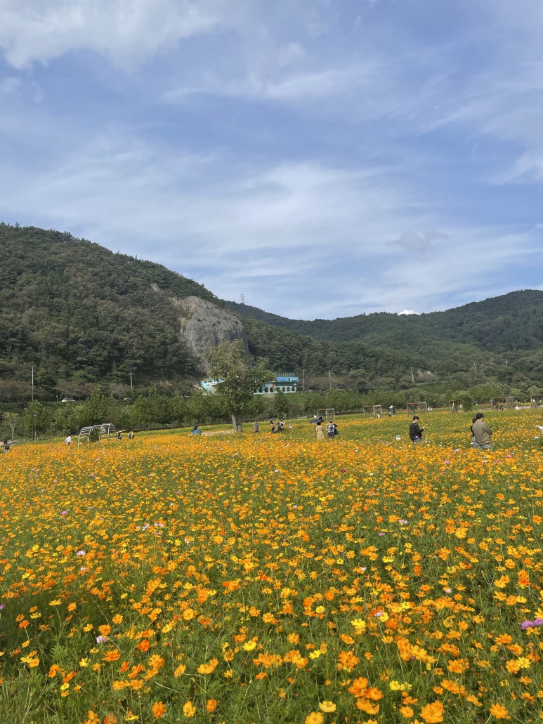 구절초 꽃축제 투어기차 이미지