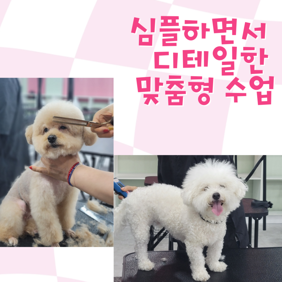 부산 애견미용학원: 실전 위주 교육으로 실력 향상 — 사진 4