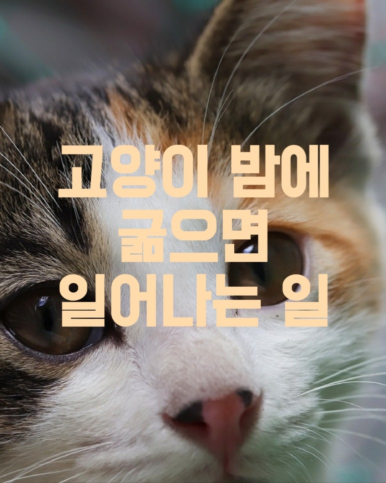 고양이 밤에 굶으면 일어나는 일