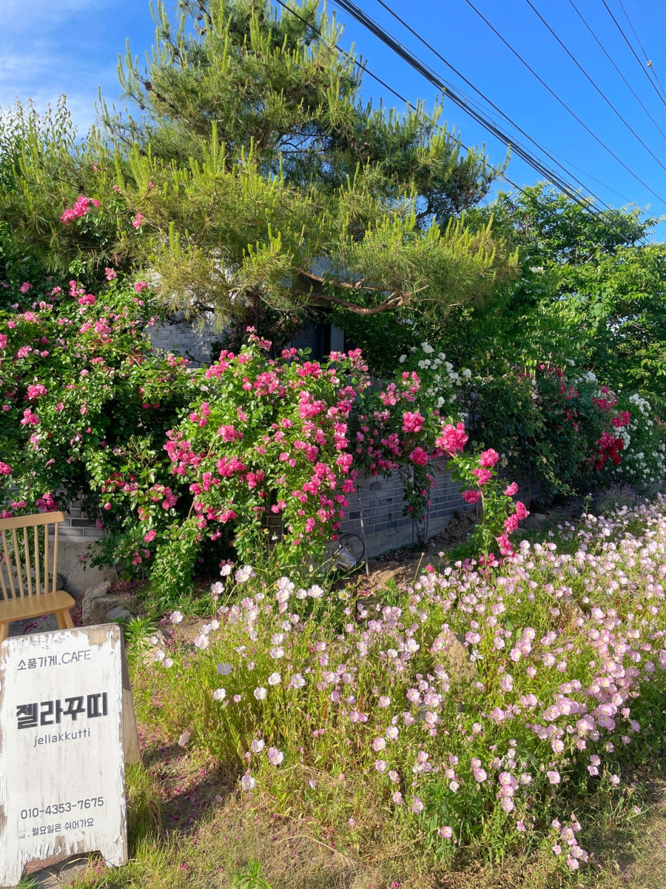 젤라꾸띠 이미지