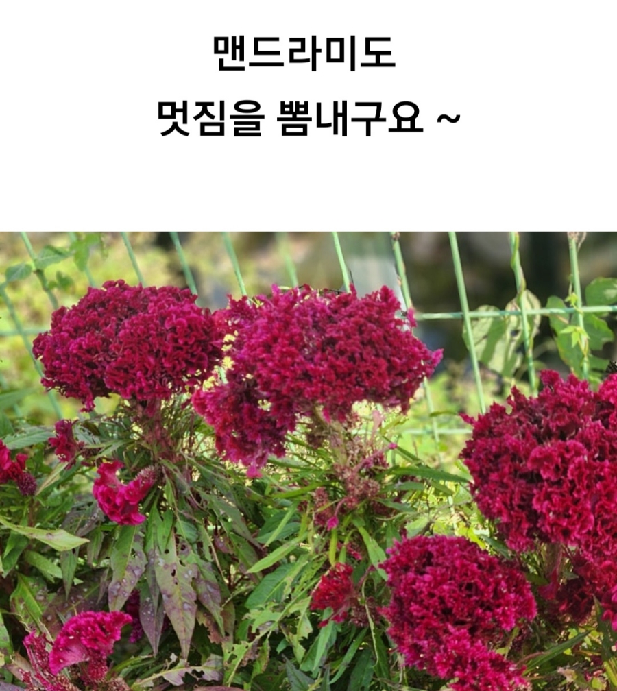 미호왕족발 이미지