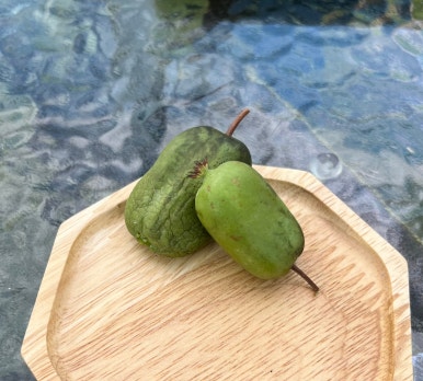 카페팜핑 이미지
