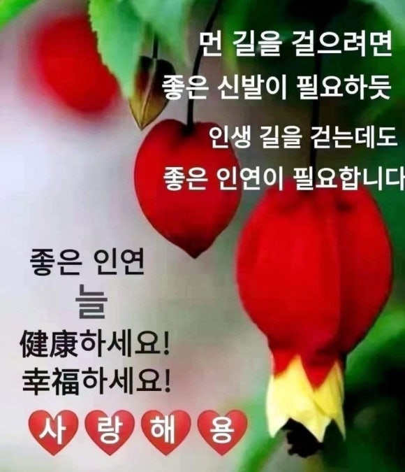 메밀애감자중앙 이미지