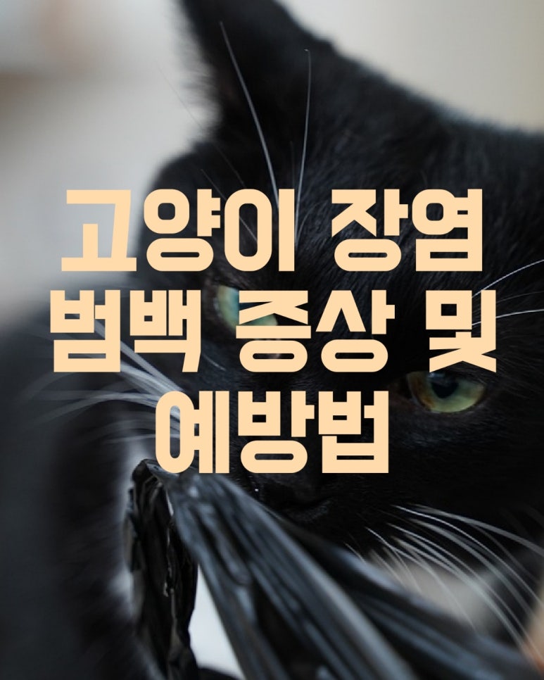 고양이 장염 범백 증상 및 예방법