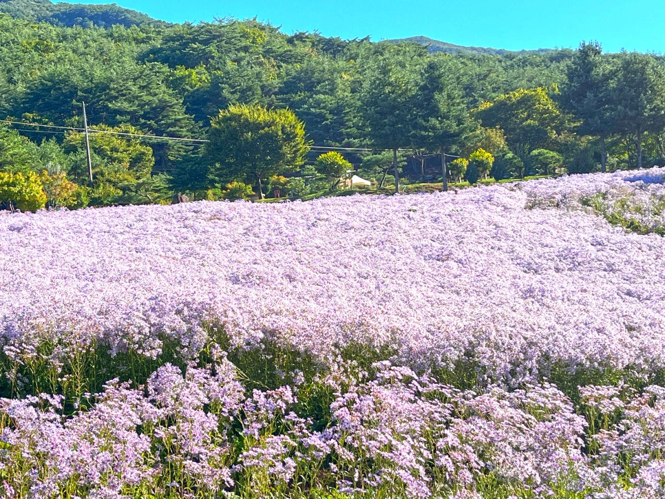 문희꽃밭 이미지
