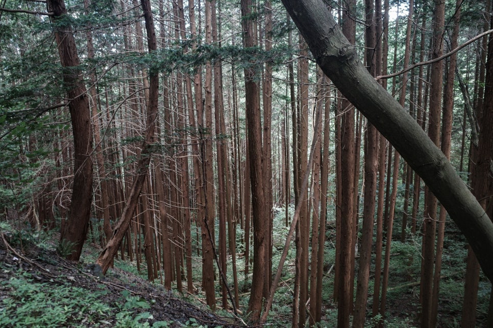 생동스튜디오 이미지
