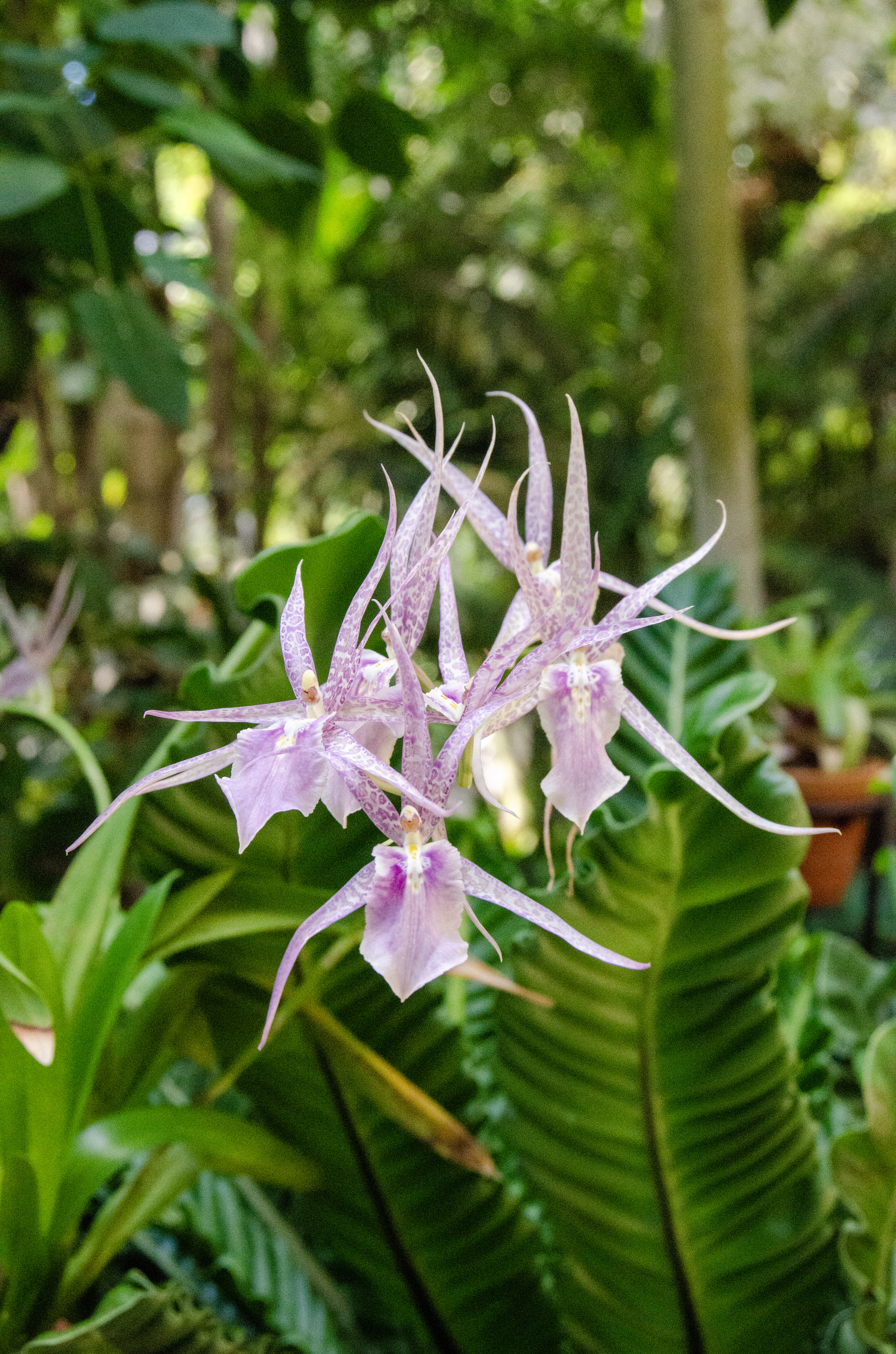 Skywalk perspective of the greenhouse