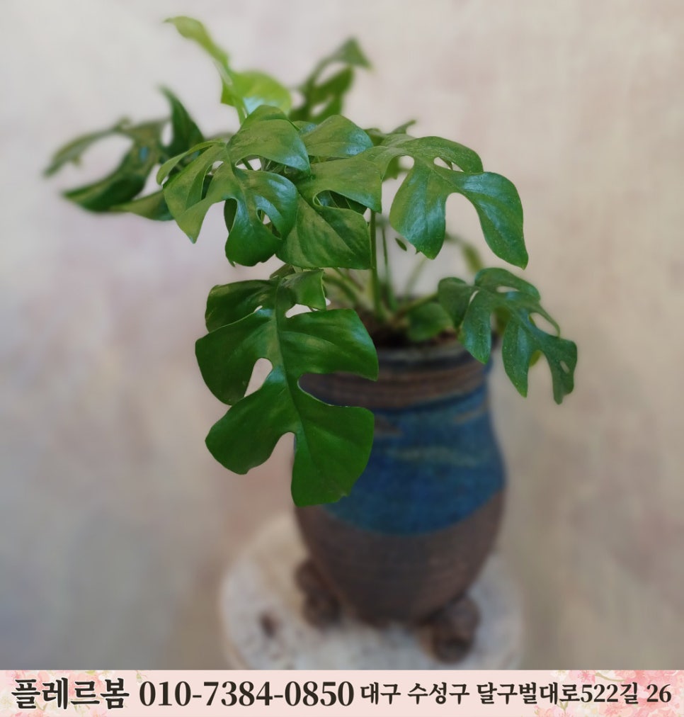 플레르봄 이미지
