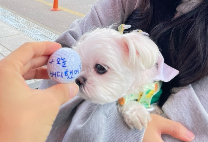 원온탑 이미지