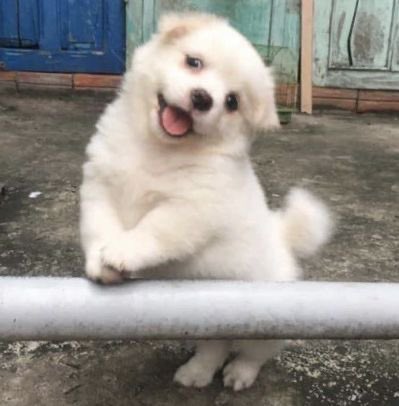 후카후카 이미지