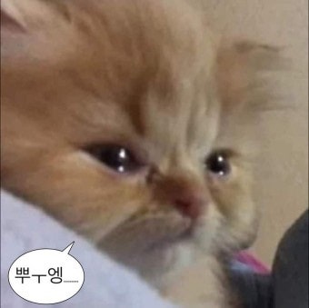 아지트카스킨 이미지