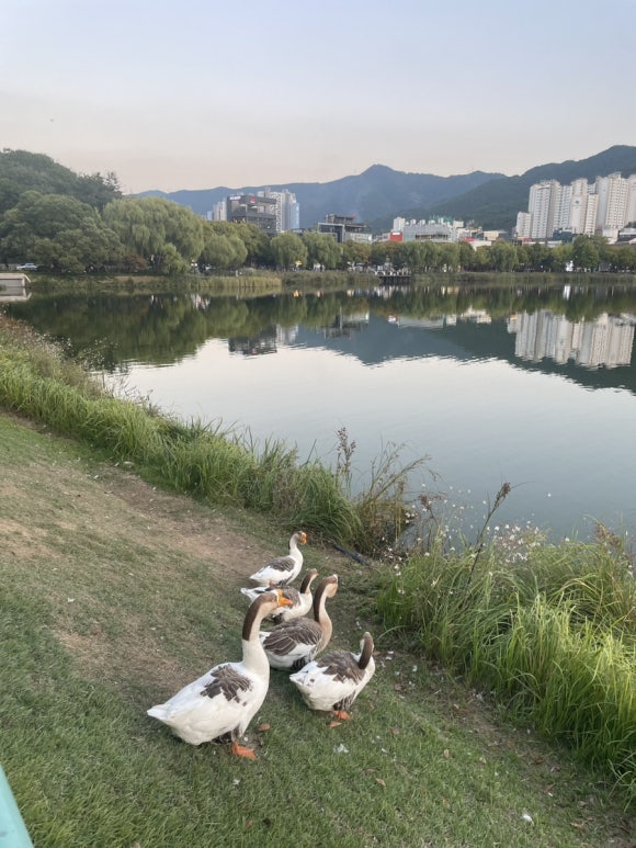 준브로 이미지