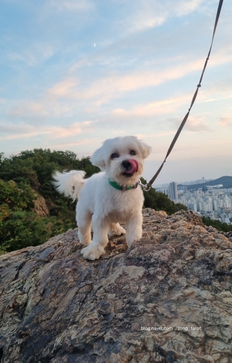 두복 이미지