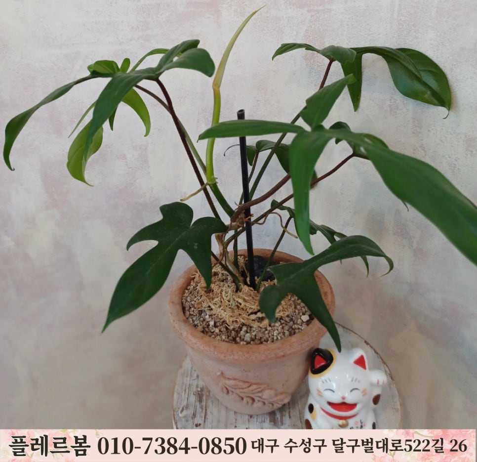 플레르봄 이미지