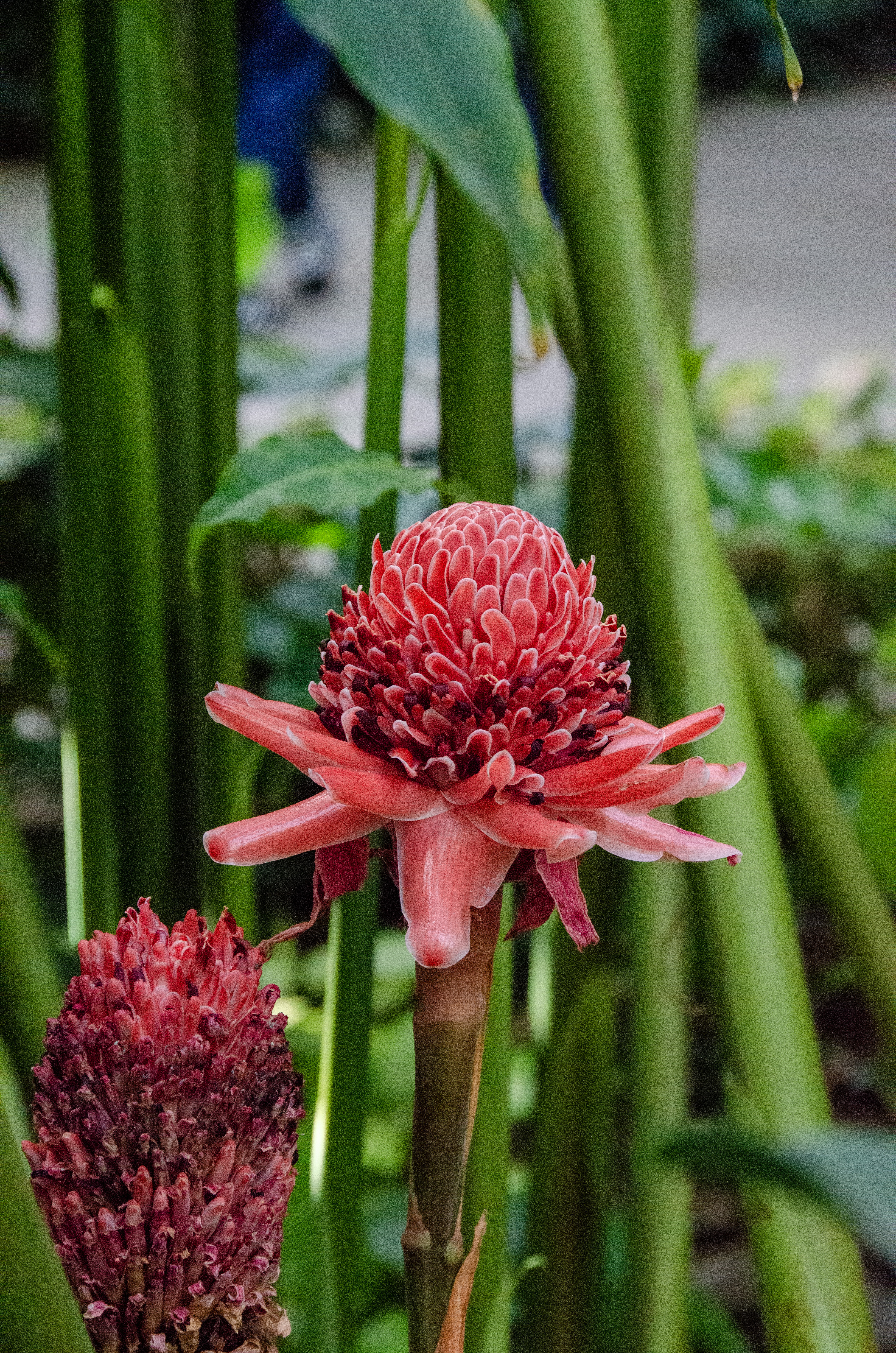 Vibrant flowers in bloom