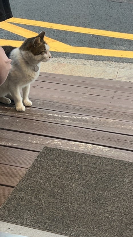 테인566 이미지