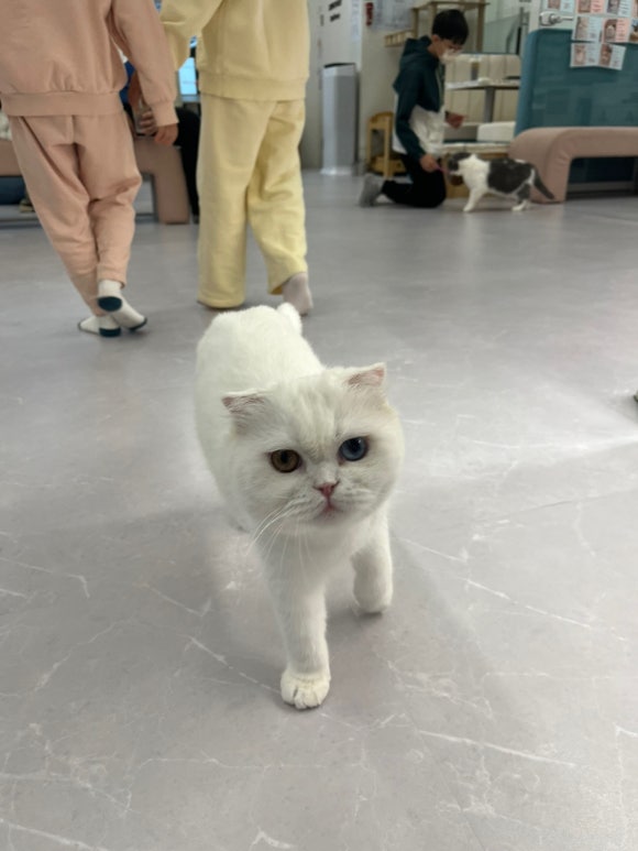 설렘고양이카페 이미지