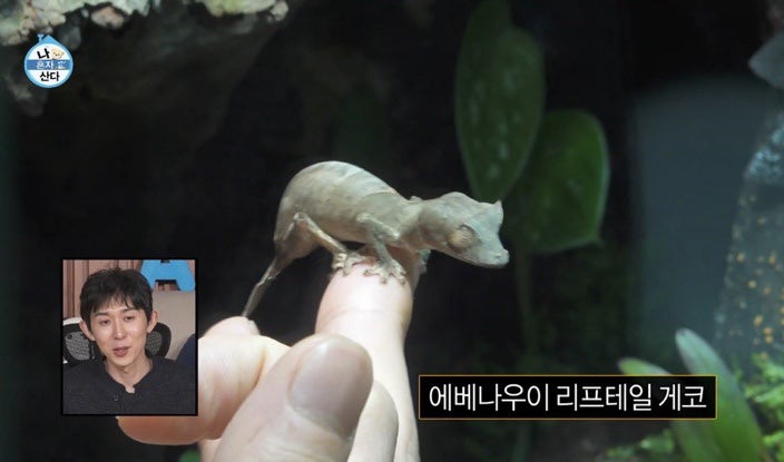 마이온 이미지